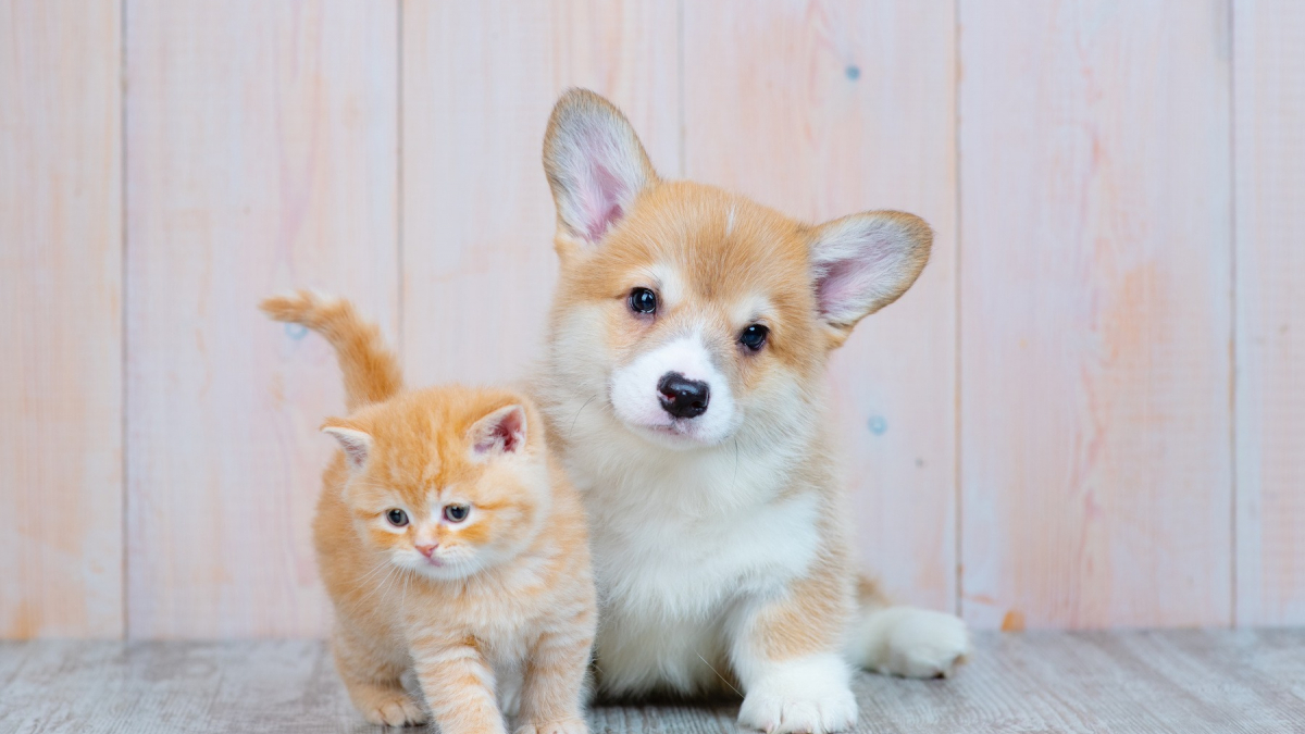 Élevage comment choisir son chiot ou son chaton dans une portée