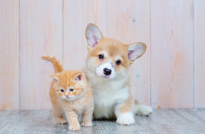Comment choisir son chiot ou son chaton dans une portée ?