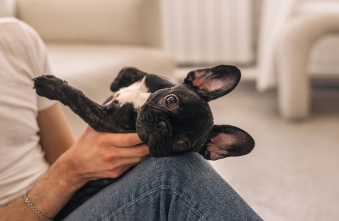 Quelles sont les règles pour éviter les achats impulsifs d'animaux de compagnie ?