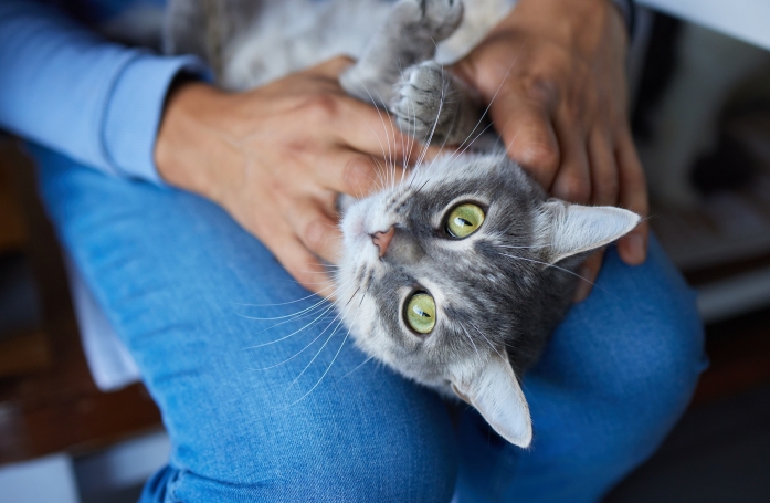 Choisir un chat ou un chien : quelles sont les différences entre un mâle et une femelle ?