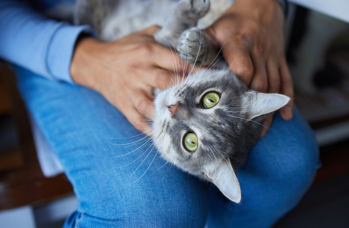 Choisir un chat ou un chien : quelles sont les différences entre un mâle et une femelle ?