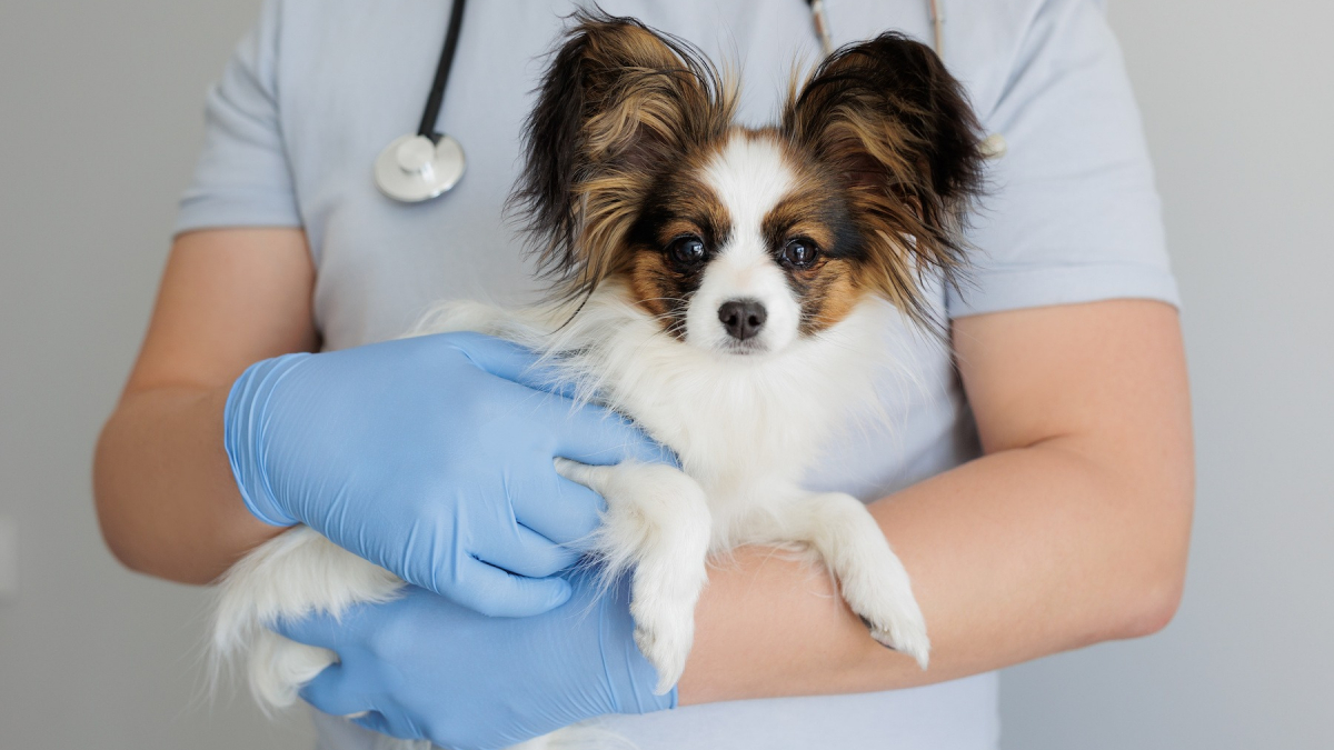 Pourquoi faire stériliser son chien ou son chat et combien ça coûte