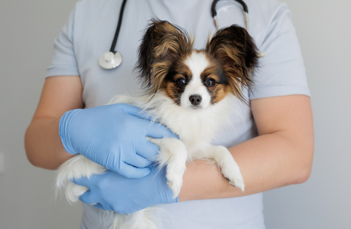 Pourquoi faire stériliser son animal de compagnie et quel budget prévoir ?