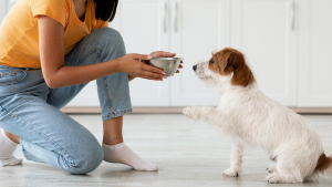 Illustration : "Comment choisir l'alimentation de son chat ou de son chien ?"