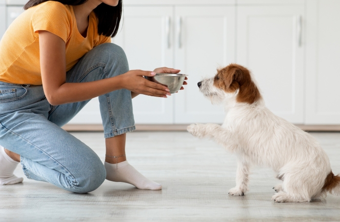 Comment choisir l'alimentation de son chat ou de son chien ?