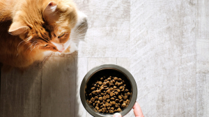 Illustration : "Pourquoi la transition alimentaire est-elle importante pour son chien ou son chat et comment la mettre en place ?"