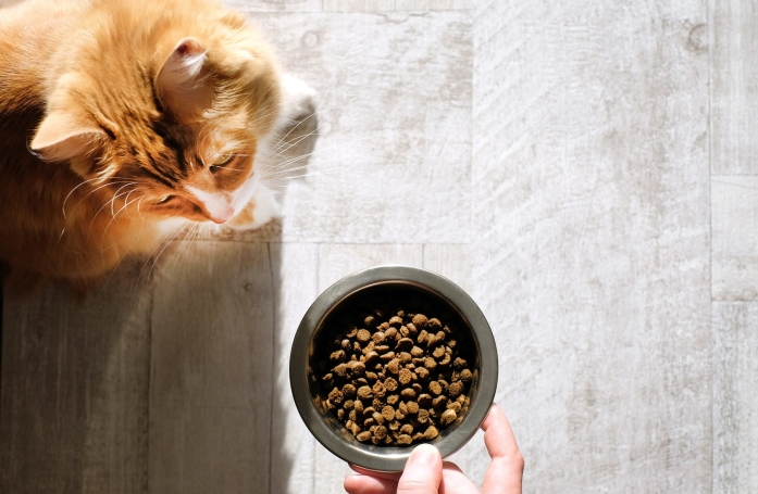 Pourquoi la transition alimentaire est-elle importante pour son chien ou son chat et comment la mettre en place ?