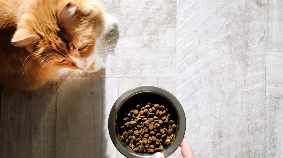 Illustration : Pourquoi la transition alimentaire est-elle importante pour son chien ou son chat et comment la mettre en place ?
