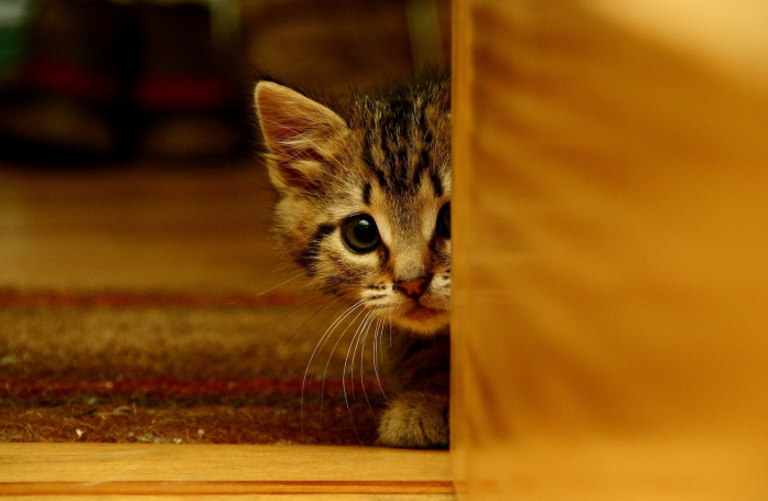 Comment gérer le stress de son animal de compagnie ?