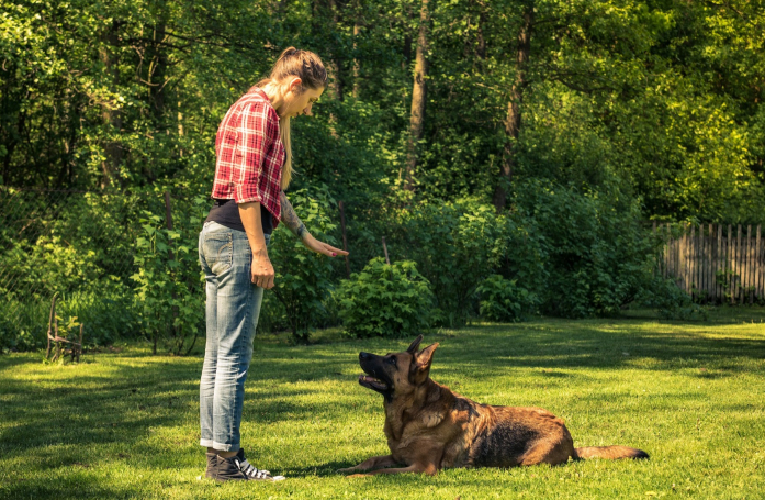 Comment choisir un éducateur canin ou un comportementaliste félin ?
