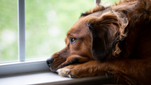 Illustration : "Comment gérer l’anxiété de séparation chez son chien ou son chat ?"