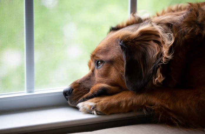 Comment gérer l’anxiété de séparation chez son chien ou son chat ?