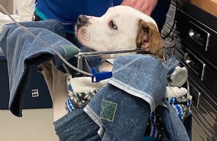 Une chienne contrainte de manger dans une chaise spéciale rêve de conquérir le cœur d’une famille aimante, malgré sa maladie