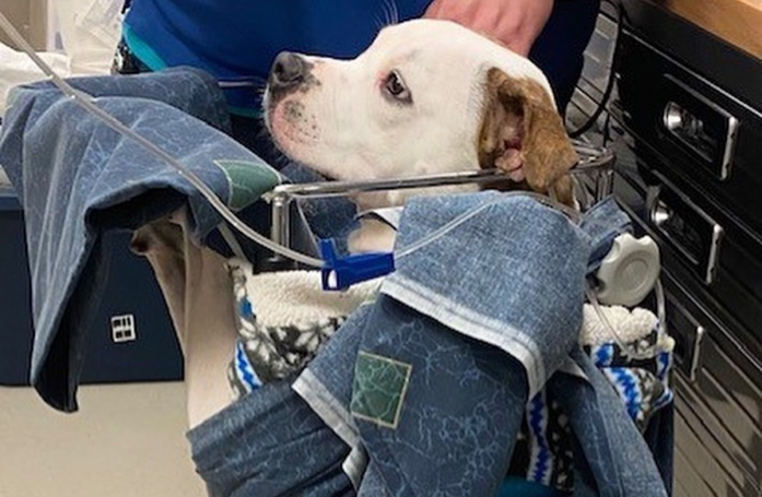 Une chienne contrainte de manger dans une chaise spéciale rêve de conquérir le cœur d’une famille aimante, malgré sa maladie
