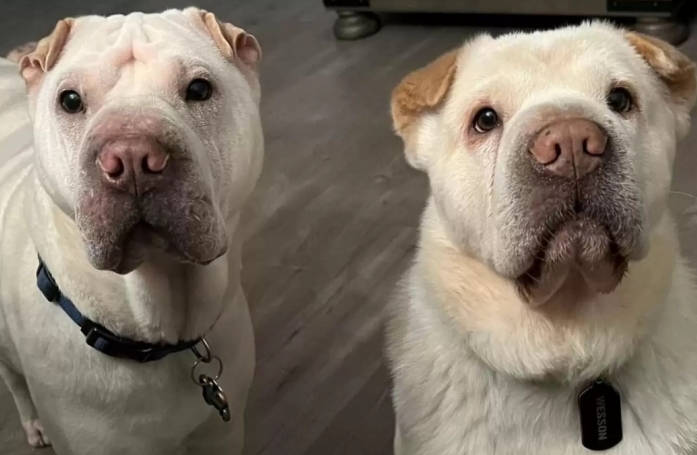 Après avoir adopté un chien ressemblant beaucoup à leur autre toutou, un couple fait une découverte des plus surprenantes