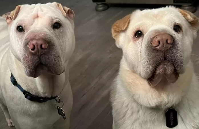 Après avoir adopté un chien ressemblant beaucoup à leur autre toutou, un couple fait une découverte des plus surprenantes