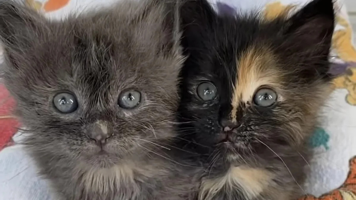 Après son sauvetage dans une zone industrielle, une chatonne errante a