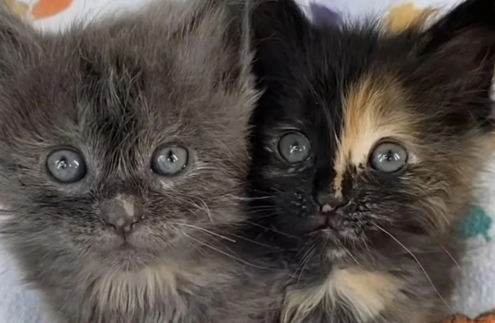 Après son sauvetage dans une zone industrielle, une chatonne errante a la chance de retrouver quelqu’un qu’elle connaît bien