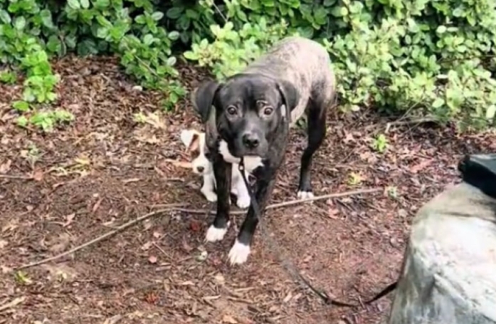 2 chiens abandonnés ensemble, mais séparés au refuge, reçoivent un cadeau inespéré qui leur permet de renouer avec le bonheur (vidéo)