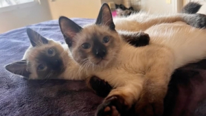 Illustration : "Des chatons frères retrouvent leur complicité perdue grâce à une adoption inespérée (vidéo)"