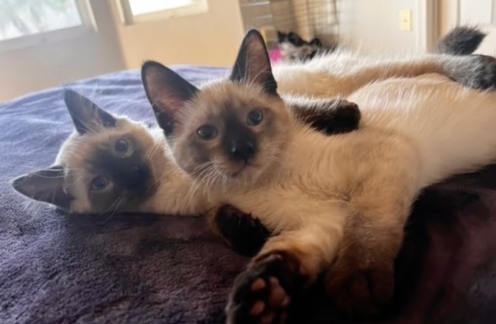Des chatons frères retrouvent leur complicité perdue grâce à une adoption inespérée (vidéo)