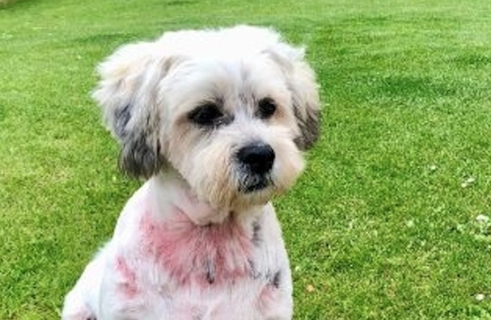 Rejeté par sa famille à cause de ses problèmes de santé, ce chien part en quête d'une seconde chance