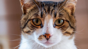 Illustration : "Pour trouver sa famille pour toujours, ce chat gourmand a déjà visité 3 pays en l’espace de 3 ans"