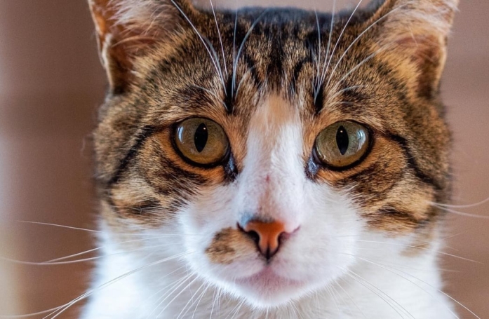 Pour trouver sa famille pour toujours, ce chat gourmand a déjà visité 3 pays en l’espace de 3 ans