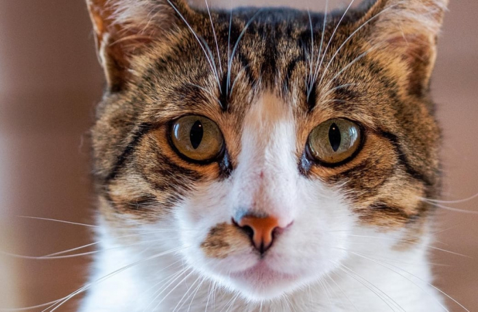 Pour trouver sa famille pour toujours, ce chat gourmand a déjà visité 3 pays en l’espace de 3 ans