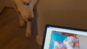 Illustration : "En entendant l’aboiement de son frère disparu, ce chien réagit de manière touchante (vidéo)"