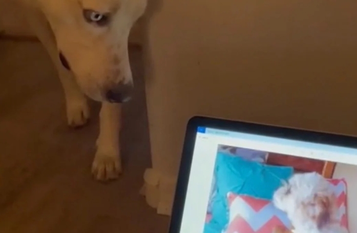 En entendant l’aboiement de son frère disparu, ce chien réagit de manière touchante (vidéo)