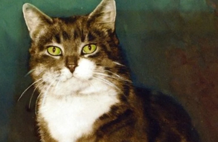Devenu célèbre grâce à son adoption par une école primaire, ce chat a marqué de manière émouvante plusieurs générations d’écoliers