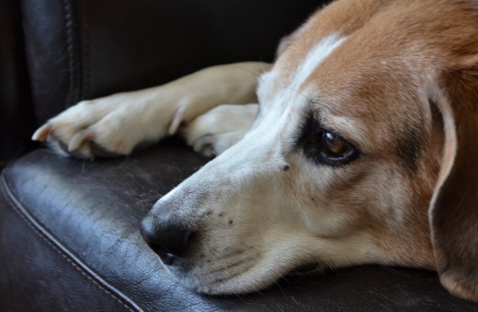 2 fois abandonnée, une chienne de 13 ans au cœur brisé retrouve l'espoir grâce à une âme charitable