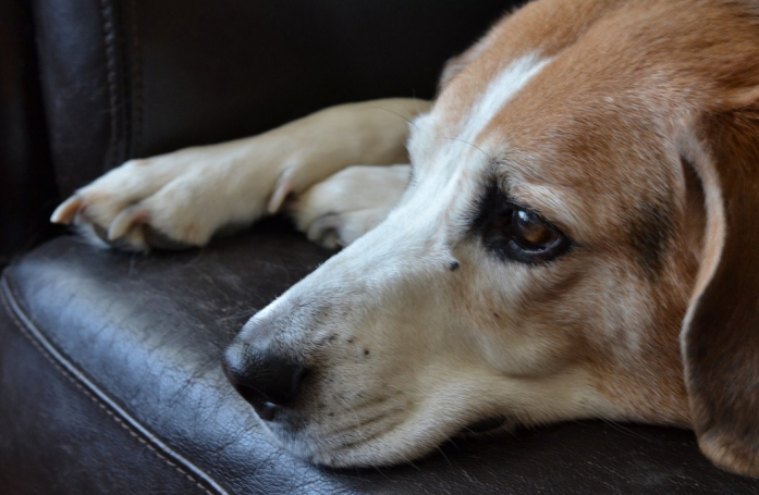 2 fois abandonnée, une chienne de 13 ans au cœur brisé retrouve l'espoir grâce à une âme charitable