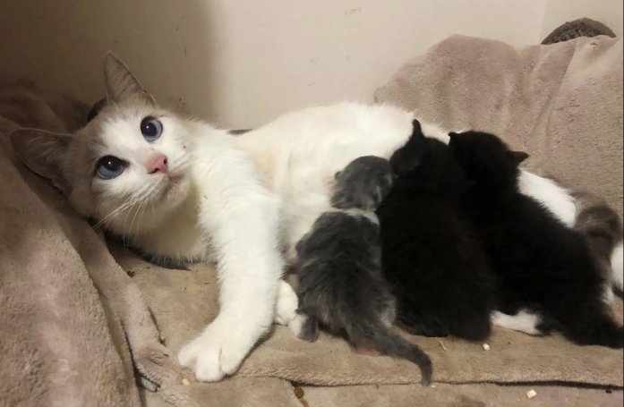 Le geste émouvant d'une chatte errante qui ouvre son cœur à des chatons en détresse alors qu'elle vient de mettre bas
