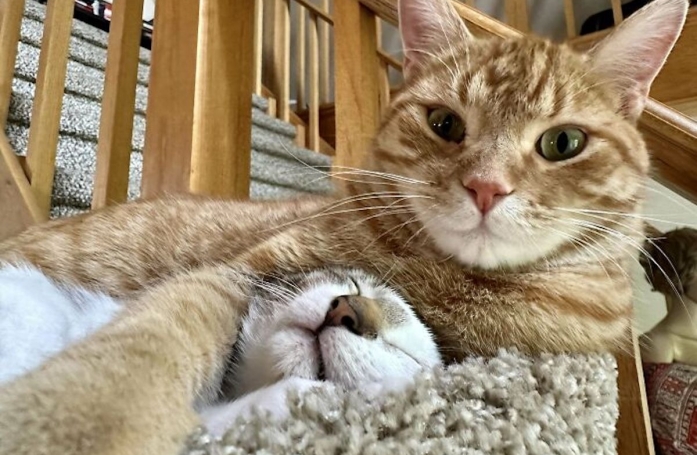 20 photos de chats et de chiens abandonnés qui se voient offrir une seconde chance