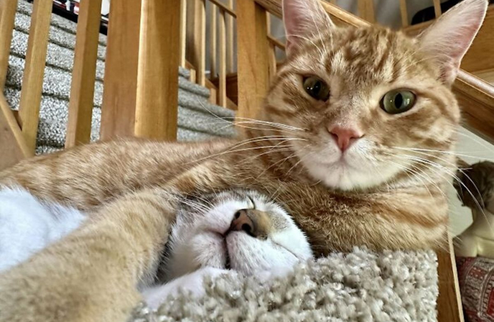 20 photos de chats et de chiens abandonnés qui se voient offrir une seconde chance