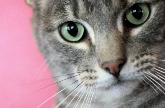 Après avoir passé toute sa vie dans un refuge, un chat change radicalement de vie grâce au geste d’un internaute