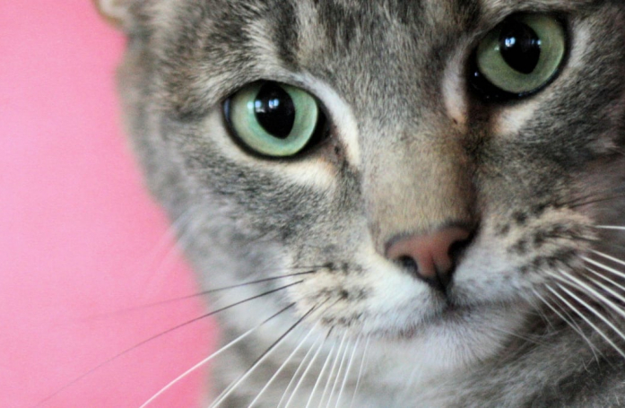 Après avoir passé toute sa vie dans un refuge, un chat change radicalement de vie grâce au geste d’un internaute