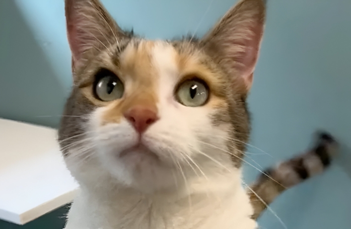Après avoir été adoptée par un couple, une jeune chatte anxieuse est finalement de retour au refuge pour être échangée avec un chaton (vidéo)
