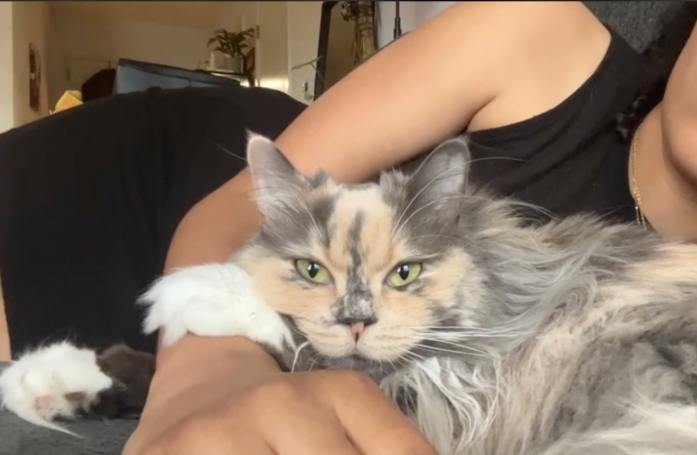 Une chatte malade et jugée antipathique, dont personne ne voulait, réalise une merveilleuse transformation grâce à l'amour