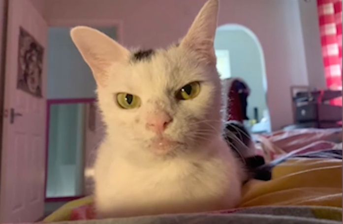 Abandonnée 3 fois en 2 ans à cause de son regard sévère et de ses maladies, cette chatte rêve d'une adoption réussie