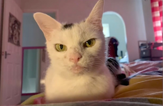 Abandonnée 3 fois en 2 ans à cause de son regard sévère et de ses maladies, cette chatte rêve d'une adoption réussie