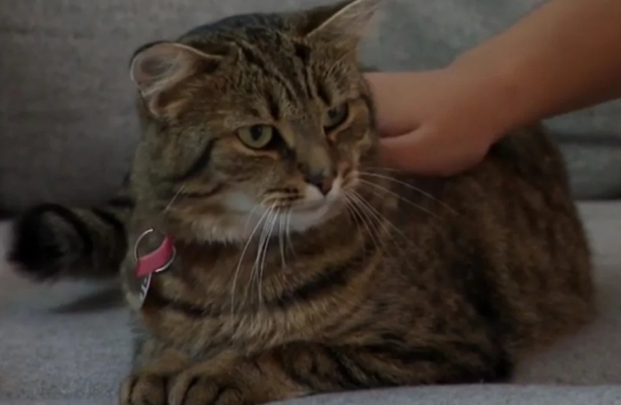Après avoir recueilli un chat errant, un couple est déçu lorsque le refuge lui annonce qu’il ne peut pas être adopté