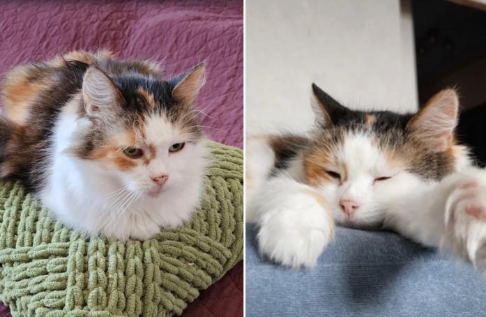 Elle décide d’offrir des vieux jours paisibles au chat le plus âgé du refuge, mais a une belle surprise 8 ans plus tard