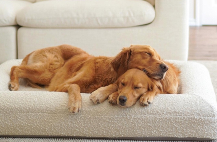 L'amour au premier regard change la vie d'une chienne tourmentée par l'ennui et la solitude (vidéo)