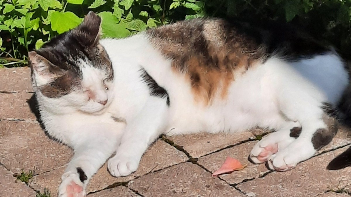 Une chatte errante et habituée à la solitude entame la plus belle ...