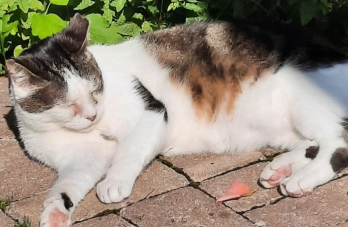 Une chatte errante et habituée à la solitude entame la plus belle aventure de sa vie à l’âge de 14 ans