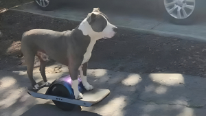 Illustration : "Adopté dans un refuge, cet ancien chien errant fait sensation dans les rues sur son skate à une roue (vidéo)"