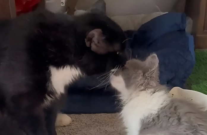 Rejeté par les autres chats de la famille, un félin sauvé de la rue reçoit un merveilleux cadeau pour briser sa solitude (vidéo)